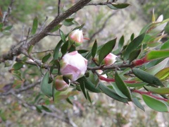 Leptospermum sphaerocarpum