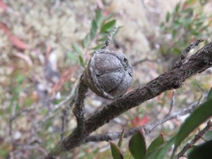 Leptospermum sphaerocarpum