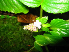 Epithema sarawakense