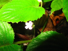 Epithema sarawakense