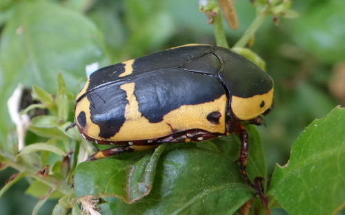 Pachnoda sinuata calceata (Cetoniinae (Fruit Chafers) of Southern ...