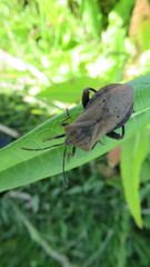 Ouranion crenulatus