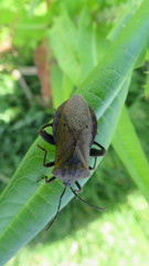Ouranion crenulatus