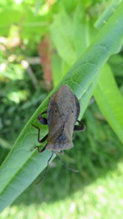 Ouranion crenulatus