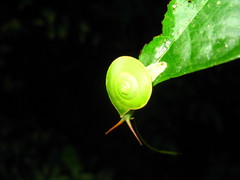 Rhinocochlis nasuta