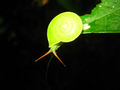 Rhinocochlis nasuta