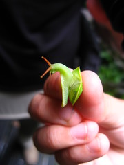 Rhinocochlis nasuta