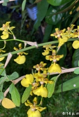 Oncidium isthmi