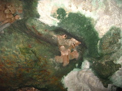 Aerodramus fuciphagus