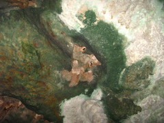 Aerodramus fuciphagus