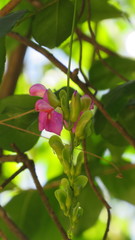 Canavalia bonariensis