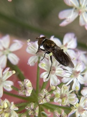 Riponnensia splendens