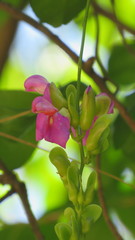 Canavalia bonariensis