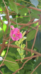 Canavalia bonariensis