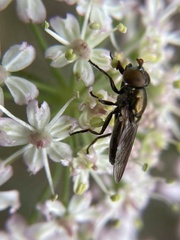 Riponnensia splendens