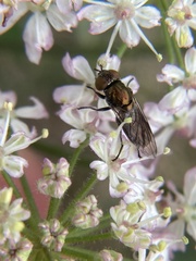 Riponnensia splendens