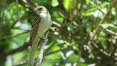 Elaenia mesoleuca