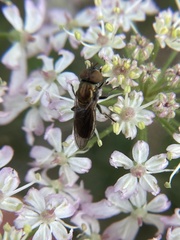 Riponnensia splendens