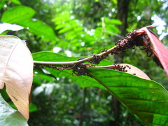 Dolichoderus cuspidatus