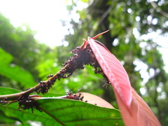 Dolichoderus cuspidatus