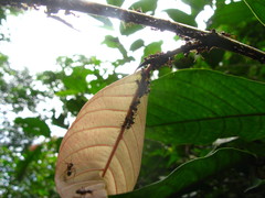 Dolichoderus cuspidatus