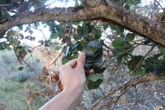 Quercus agrifolia agrifolia