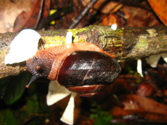 Exrhysota brookei