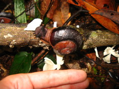 Exrhysota brookei