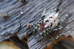 Alpaida alticeps