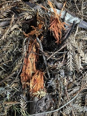 Phanerochaete sanguinea