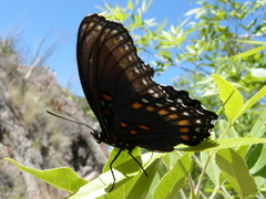 Limenitis arthemis arizonensis