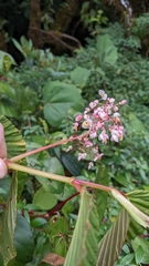 Begonia convallariodora image