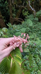 Begonia convallariodora
