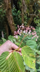 Begonia convallariodora