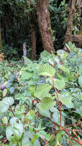 Image of Begonia convallariodora by (c) Jake Rehage, some rights reserved (CC BY)