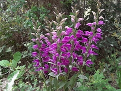 Cephalanthera kurdica