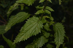 Urtica incisa
