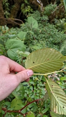 Begonia convallariodora