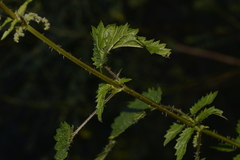 Urtica incisa