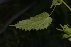 Urtica incisa