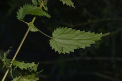 Urtica incisa