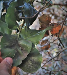 Quercus agrifolia agrifolia