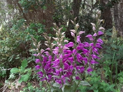 Cephalanthera kurdica