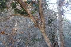 Quercus agrifolia agrifolia