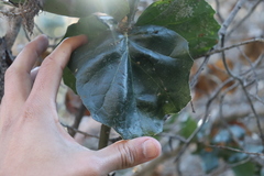 Quercus agrifolia agrifolia