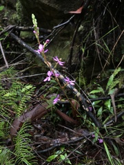 Stylidium productum