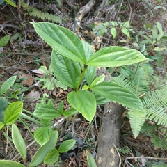 Viburnum sempervirens