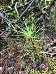 Stylidium productum