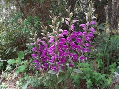 Cephalanthera kurdica