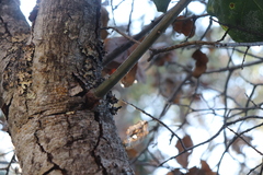 Quercus agrifolia agrifolia